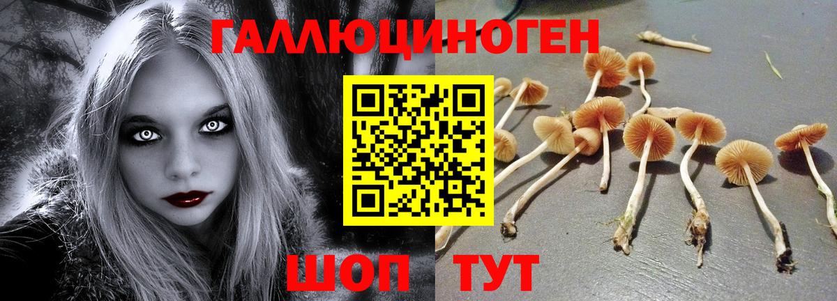Галлюциногенные грибы Psilocybe Ачхой-Мартан